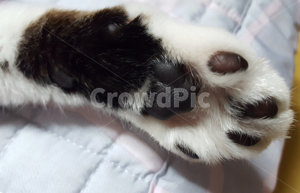 고양이,애완동물,코숏,고양이발,솜방망이,젤리,코리아숏헤어,토종,포유류,반려묘,반려동물