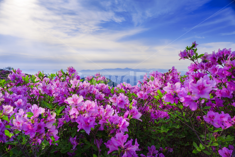 황매산,경남관광,합천군,산청군,철쭉제,봄,분홍물결,산상화원,일출,자연,풍경,nature,landscape,geranium,제라늄,flower,꽃,plant,식물,blossom