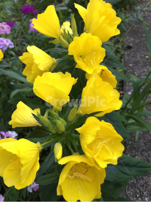 plant,식물,flower,꽃,노랑