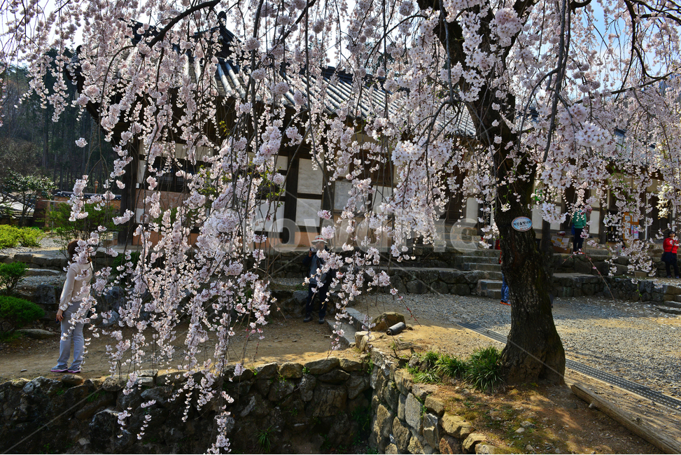 nature,자연,outdoors,옥외,road,도로,tree,나무,plant,식물,gravel,자갈,dirtroad,흙길,경치,경관,벚꽃,벚나무,승주,선암사,처진올벚나무,선암사처진올벚나무,봄,계절,유적지,문화재