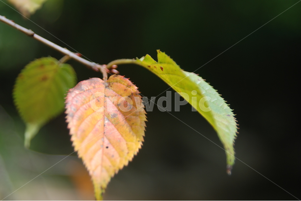 나뭇잎,식물,나무,노란,녹색,식물,자연,plants,nature
