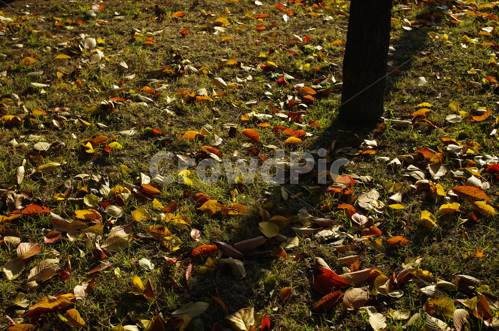 autumn,가을,나무,단풍,식물,낙엽,가을,계절,fall,autumn,season,자연,풍경,nature,landscape,leaf,잎,plant,ground,바닥