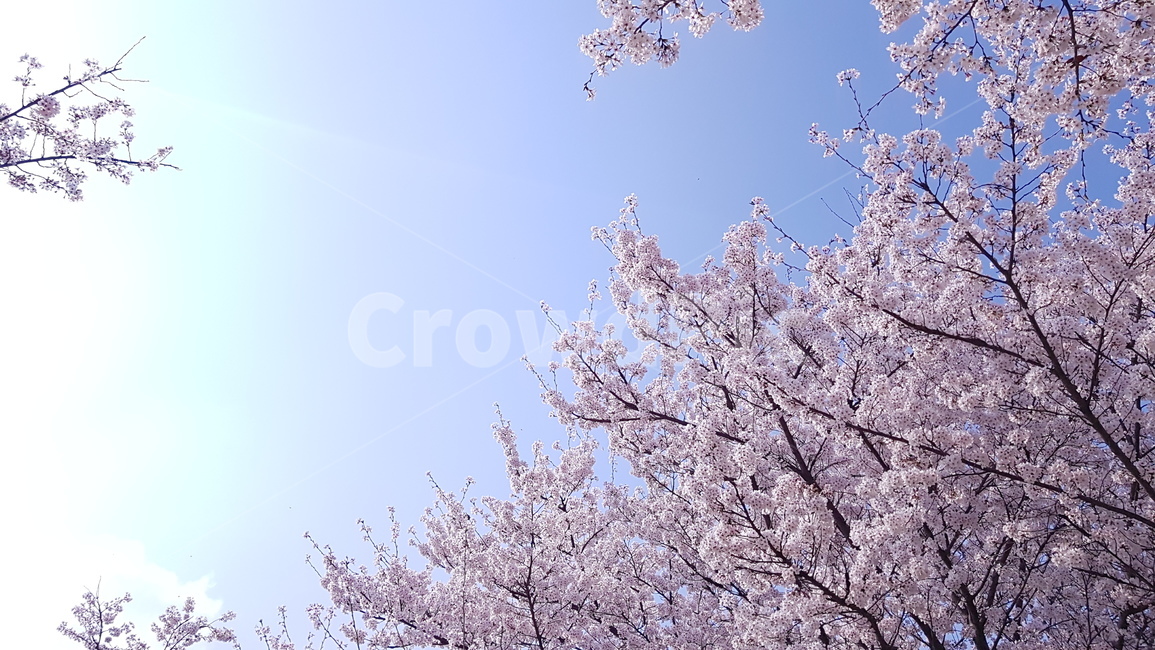 봄,봄풍경,벚꽃,봄꽃,꽃,하늘,spring,blossom,cherryblossom,벚꽃축제,봄,계절,spring,season,자연,풍경,nature,landscape,plant,식물,flower,cherry blossom