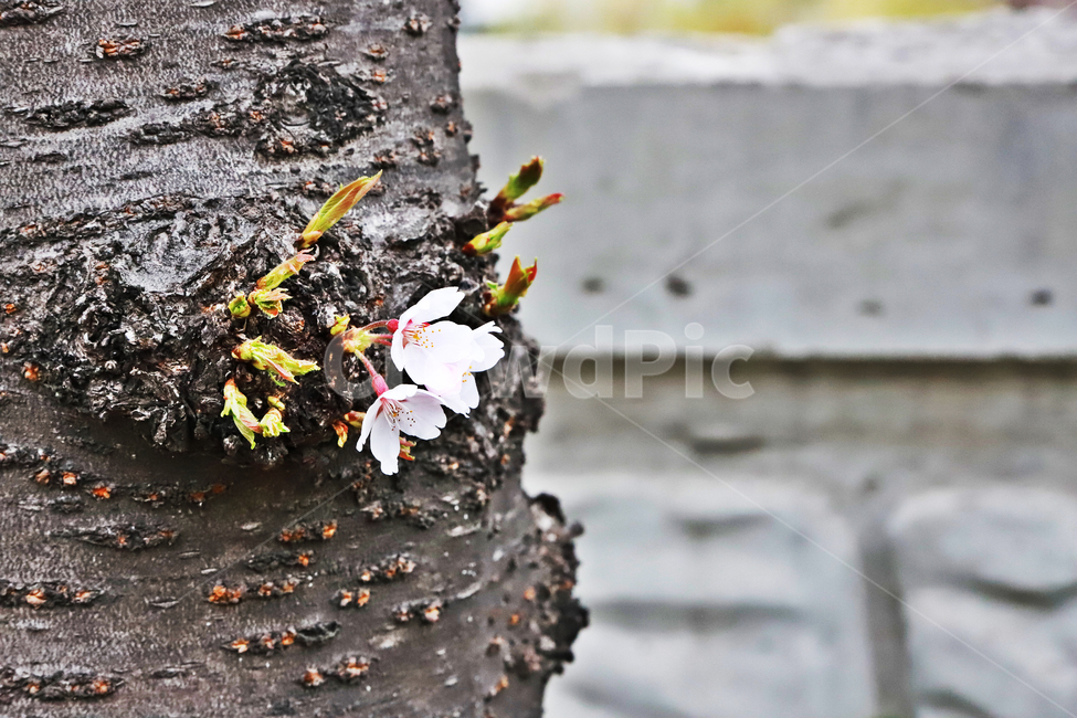 봄,벗꽃,나무,식물,새싹,봄,계절,spring,season,식물,자연,plants,nature,꽃,flower,plant