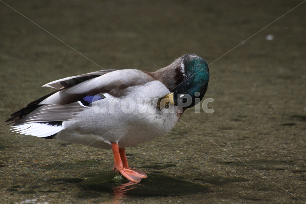 waterfowl,bird,새,animal,동물,청둥오리,물새,오리,duck,mallard,동물,animal,조류,새,birds