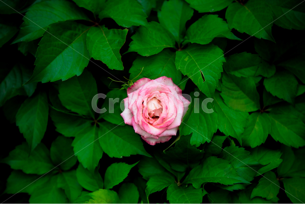 꽃,장미,flower,식물,장미꽃,식물,자연,plants,nature,꽃,flower