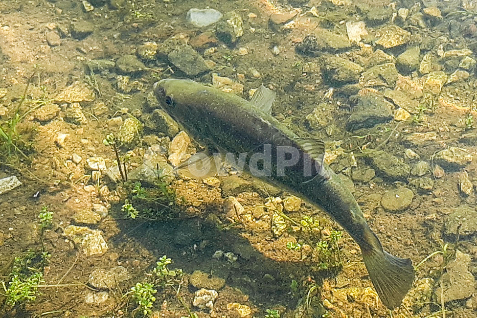 fish,물고기,animal,동물,배스,동물,animal,어류,물고기,fish