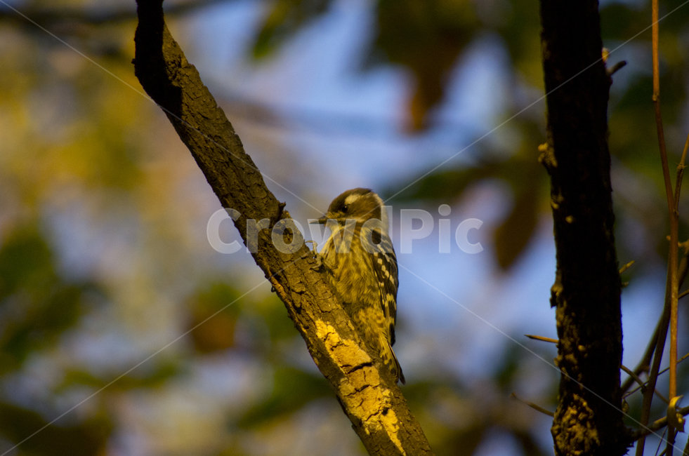 bird,tree,sight,Birds,woodpecker,autumn,Emotion