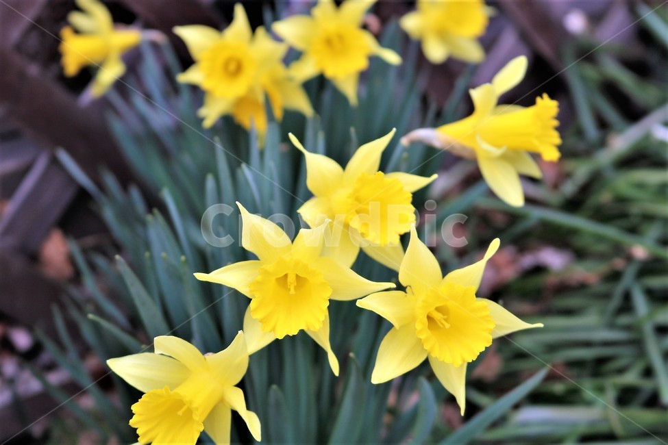 plant,식물,꽃,flower,나팔수선화,식물,자연,plants,nature,꽃,flower