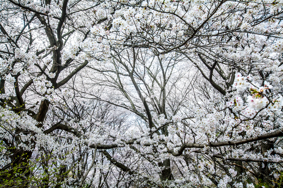 벚꽃,nature,자연,옥외,flower,tree