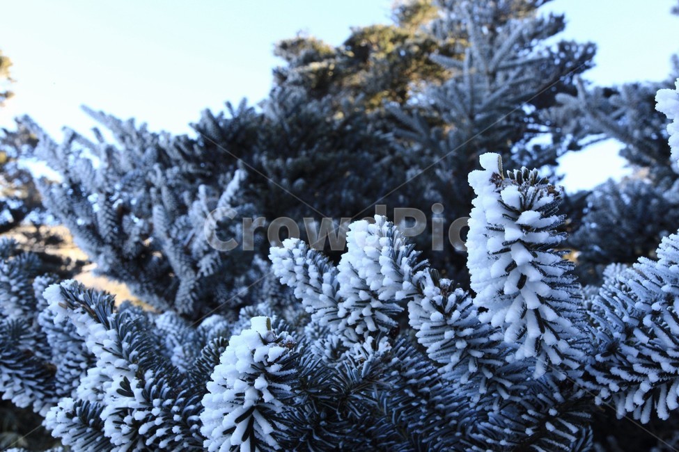 한라산,제주도,산,상고대,눈,눈꽃,겨울,snow,winter,나무,tree,식물,자연,plants,nature,나무,trees,wood