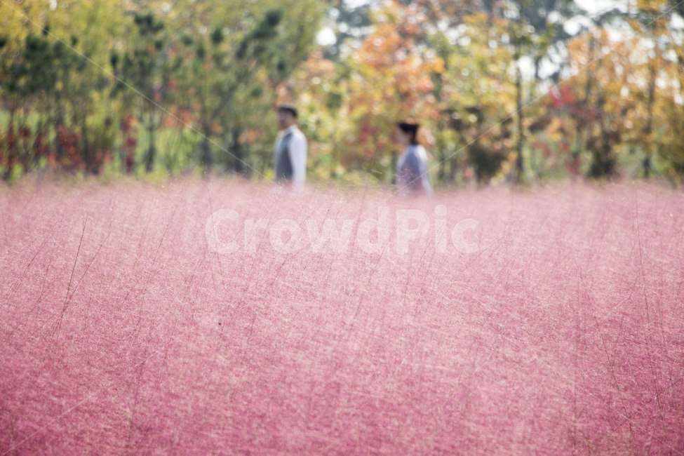 핑크뮬리,뮬리,식물,억새,자연,갈대,소풍,나들이,가을,계절,fall,autumn,season,사람,인물,인간,human,person