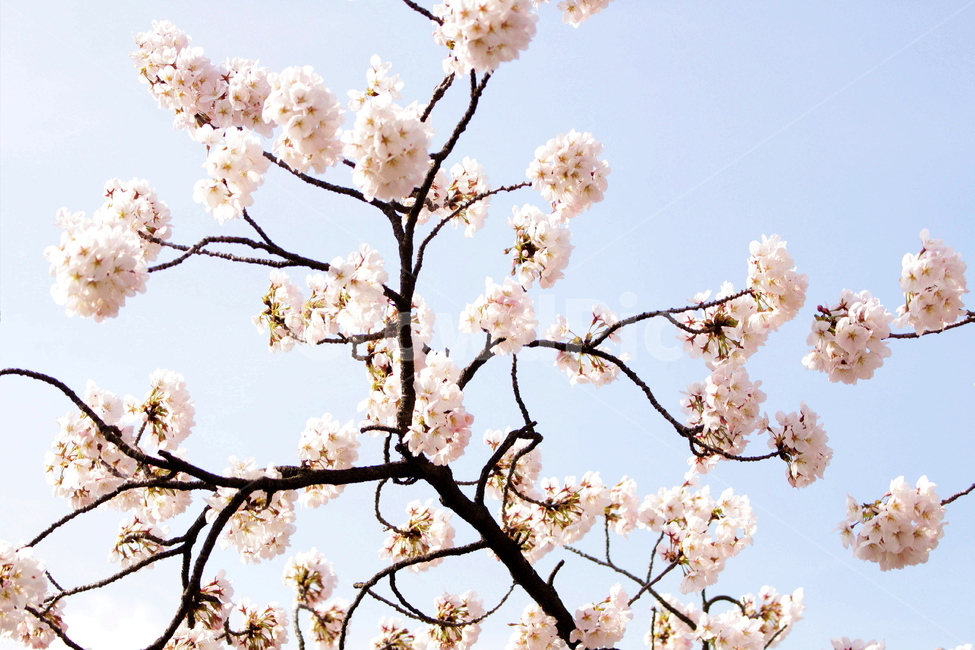 blossom,벚꽃,꽃,flower,cherryblossom,plant,봄,spring,계절,나무,tree,pink,beauty,예쁨