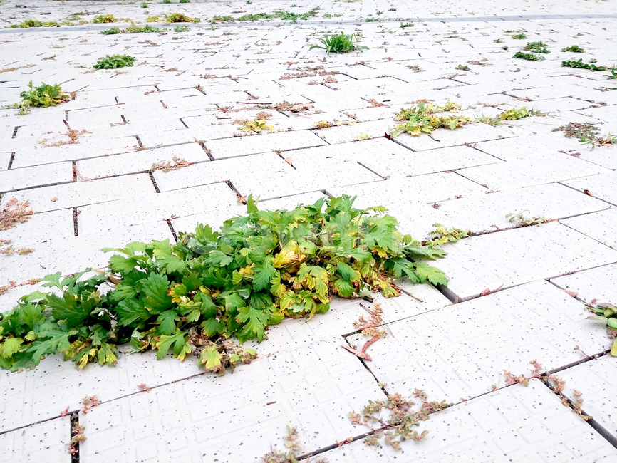 flagstone,판석,보도블럭,잎,식물,땅바닥,바닥,생명
