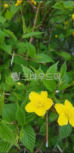 애기똥풀,약용,꽃,노란색,봄