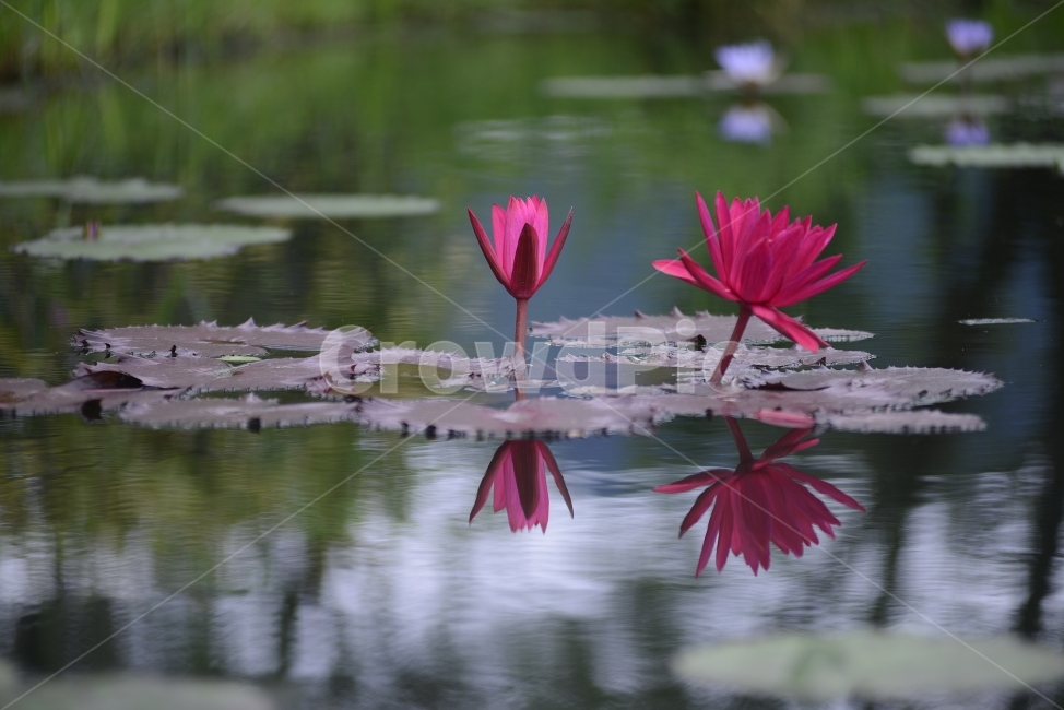 수련,연꽃,반영,물,자연,꽃,연잎,분홍,초록,식물,자연,plants,nature,꽃,flower