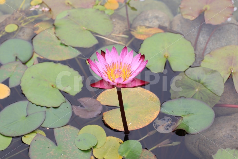꽃사진,여행,그리움,풍경사진,감성사진,식물,자연,plants,nature,꽃,flower