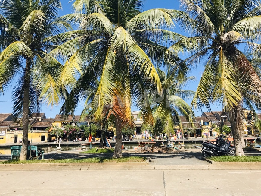 하늘,풍경,다낭,베트남,호이안,코코넛,summer,여름,palmtree,야자수,나무,tree,식물,plant,arecaceae