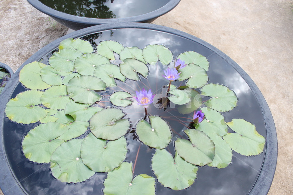연잎,연꽃,부처님오신날,자연,초록,잎,잎사귀,green,lotus,lotusleave,leef,nature,식물,자연,plants,nature,꽃,flower