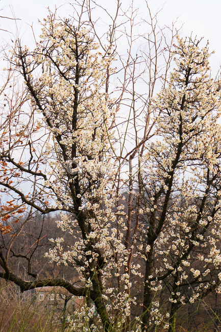 매화,꽃,식물,생화,나무,조화,풍경,하늘,sky,백매화,flower,plant,wood,nature,봄,계절,spring,season,식물,자연,plants,nature,꽃,flower,나무,trees,wood,plant