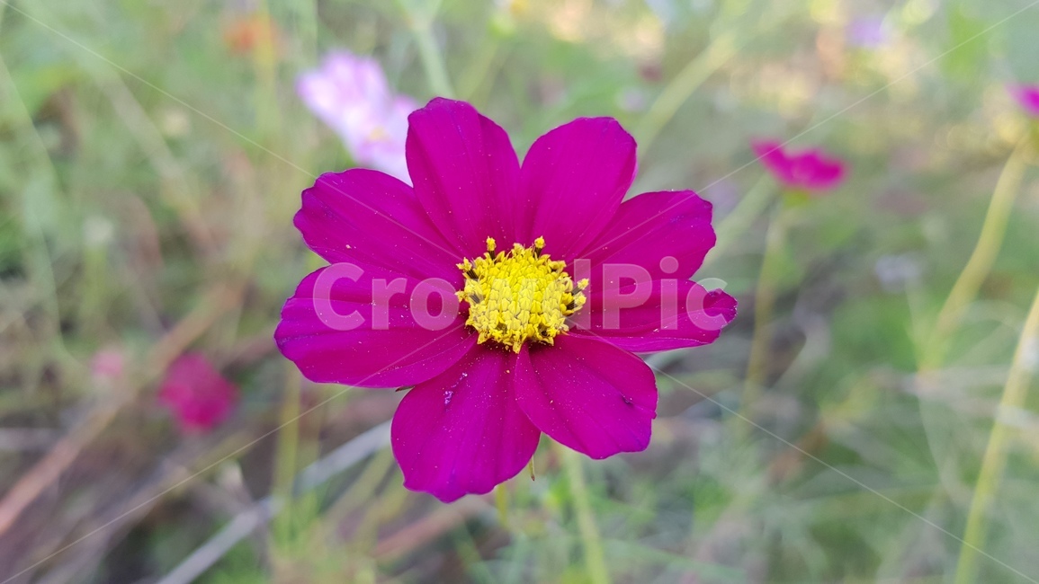 코스모스,가을,꽃,cosmos,들꽃,가을,계절,fall,autumn,season,식물,자연,plants,nature,꽃,flower,plant