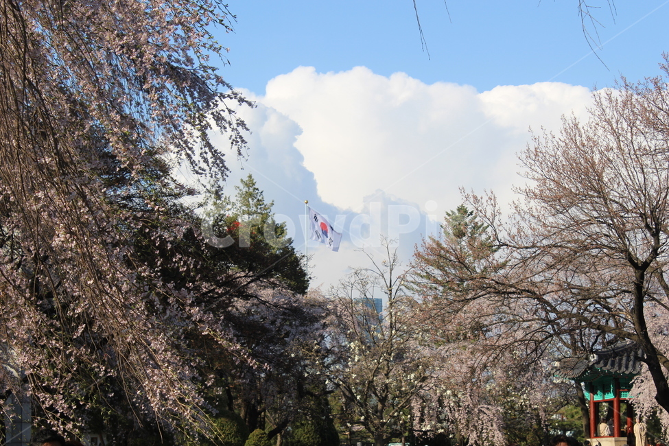국립현충원,벚꽃,봄,꽃,하늘,태극기,봄,계절,spring,season,flag,깃발
