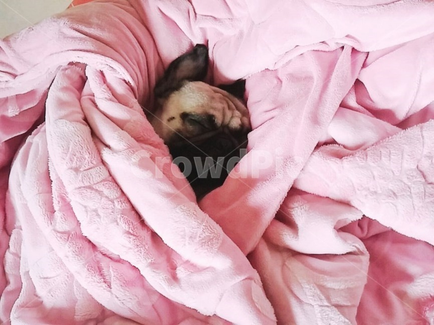 퍼그,숙면,강아지,반려견,애완동물,동물,animal,포유류,mammal,개,강아지,dog,doggy