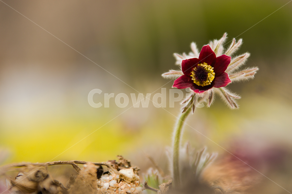 봄,꽃,할미꽃,자연,붉은색,봄,계절,spring,season,식물,자연,plants,nature,꽃,flower,plant