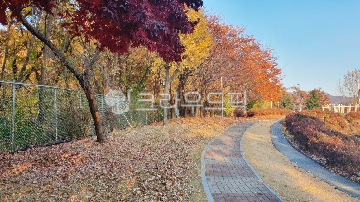 단풍, 산책, 거리, 나무, 자연, 사진,이미지,일러스트,캘리그라피 - Nhonga118작가