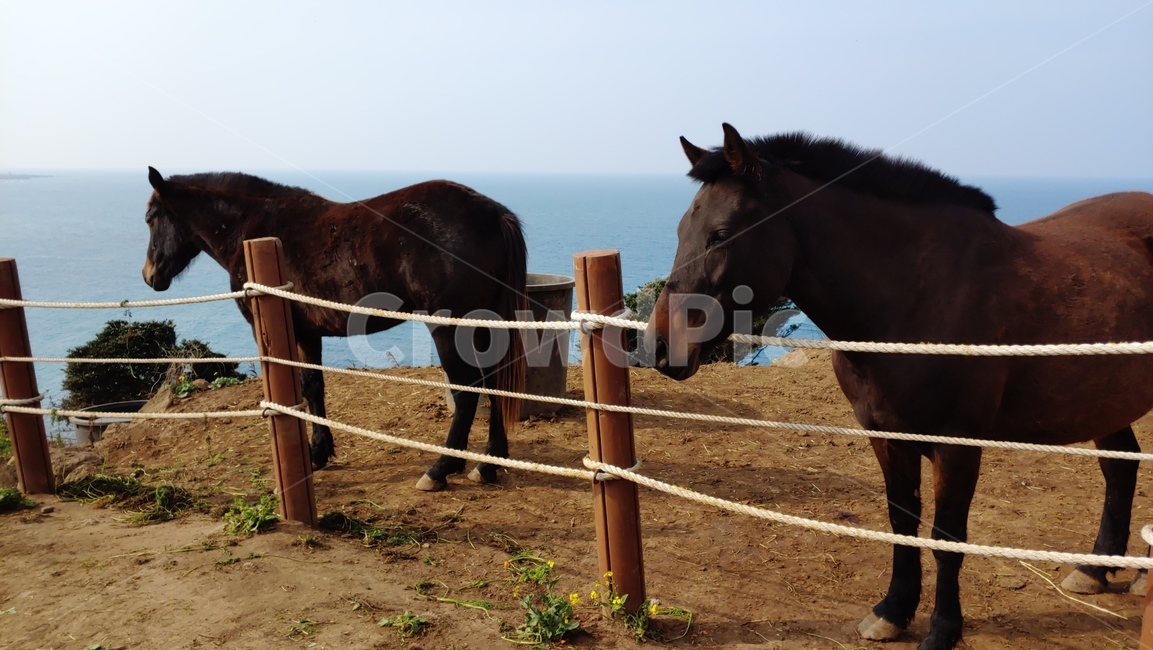 제주마,말,horse,caballo,울타리,말목장,동물,animal,포유류,mammal