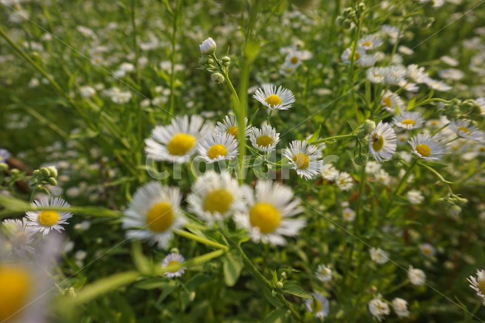 꽃,데이지,식물,plant,flower,daisies,식물,자연,plants,nature,꽃,flower