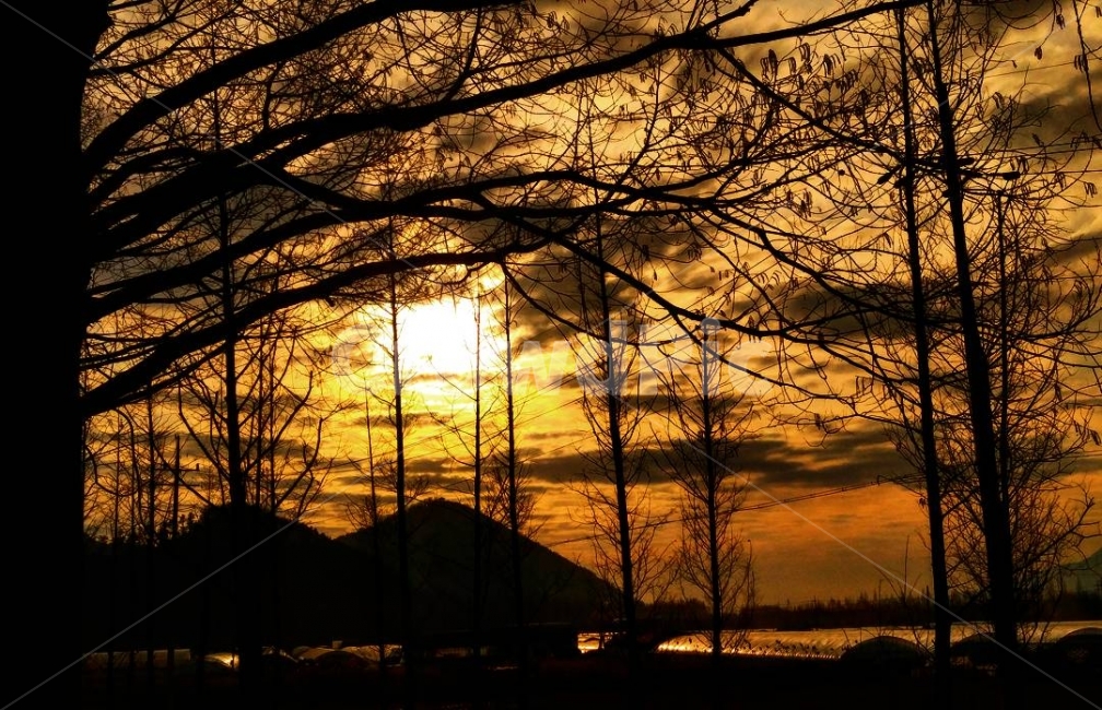담양,노을,여행,메타세콰이어,나무,자연,식물,산,풍경,배경,하늘,구름,landscape,sunset,sun,tree,sky,cloud,mountain,travel,nature,plants,자연,풍경,nature,landscape,식물,plants,나무,trees,wood,실루엣,그림자,silhouette,shadow,outdoors,옥외,dusk,황혼,dawn,새벽,red sky,붉은 하늘,일몰,sunlight,햇빛
