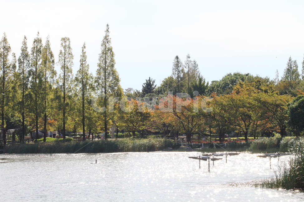공원,단풍,연못,나무,park,가을,가을,계절,fall,autumn,season,자연,풍경,nature,landscape,water,물,tree,plant,식물