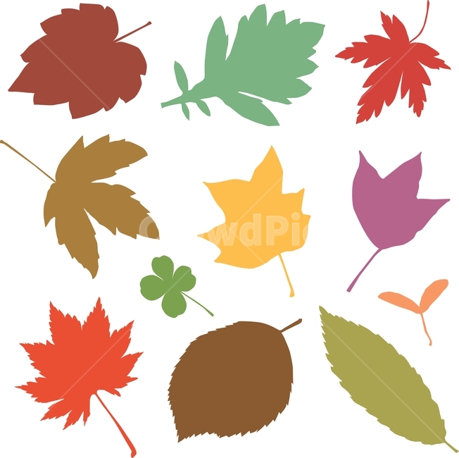 벡터,eps,vector,가을,낙엽,leaves,autumn,fall,season,colorful,가을소스,디자인소스,패턴,pattern,패턴소스,잎새,잎사귀,식물,다양한,various,different,fallenleaves,일러스트레이션,illustration,단풍잎,은행잎,클로버,토끼풀,아카시아잎,떡갈나무,참나무잎,플라타너스,단색,가을분위기,가을소재,시즌,계절,9월,10월,11월,가을,계절,fall,autumn,season,그래픽,일러스트레이션,graphic,illustration,leaf,잎,plant,maple leaf,tree,나무
