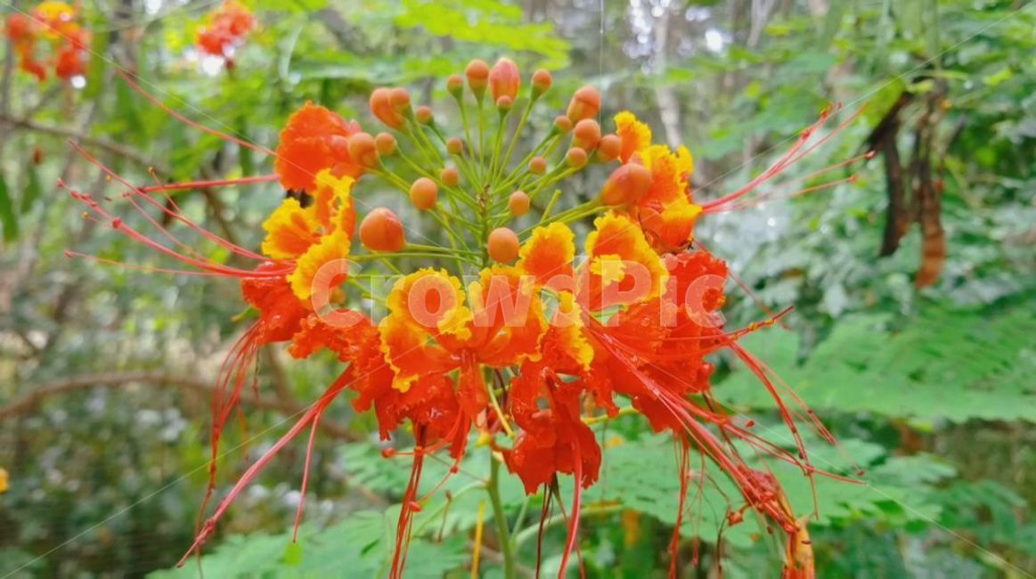 plant,flower,식물,blossom,꽃,leaf,잎,human,자연,nature,돌,나무,열대우림,열대
