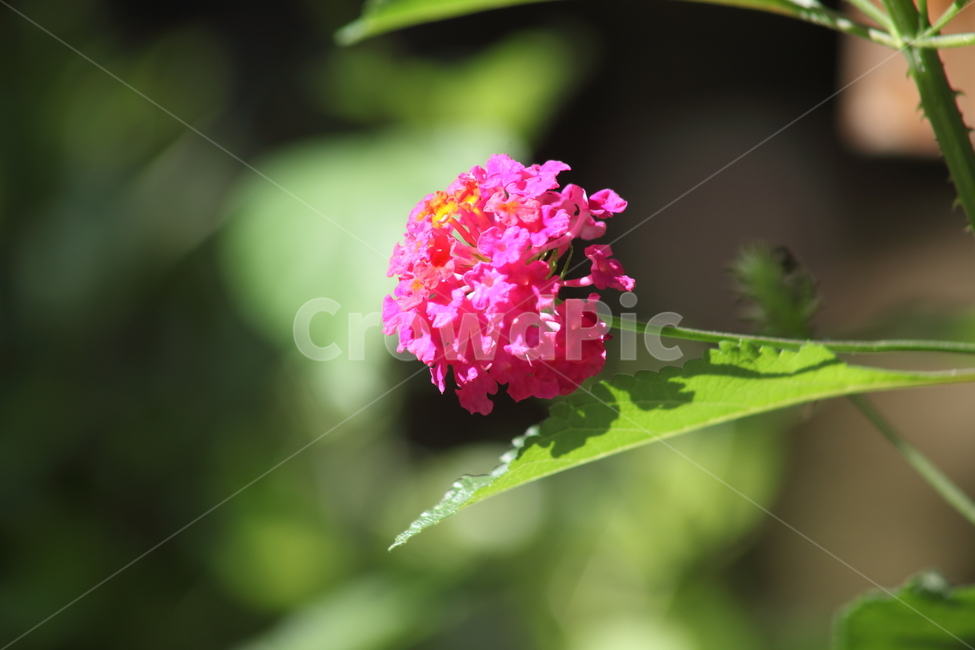 란타나,칠변화,꽃,식물,lantana,Lantanacamara