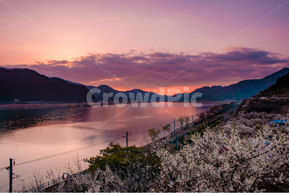 매화,꽃,원동면,양산시,낙동강,선매원,기차길,강,water,물,nature,자연,outdoors,옥외,낙조