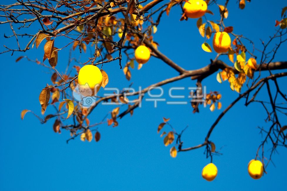 Quince,quince tree,quince fruit,fruit,tree,next to the fall,autumn,Quince scent,late autumn,Sky of Autumn