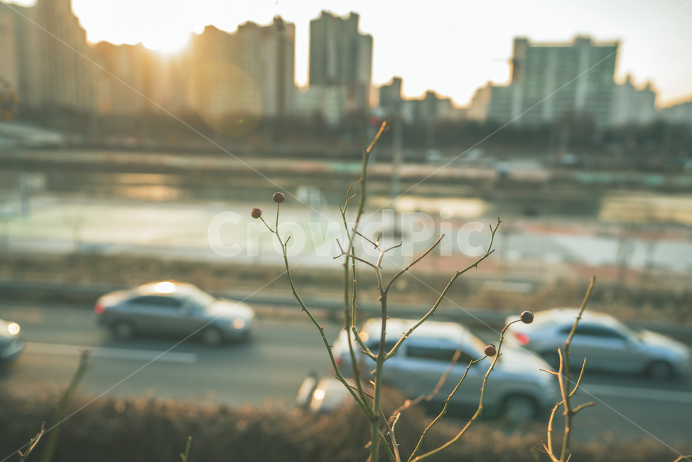 차량,car,차,교통,transportation,자동차,vehicle,automobile,퇴근,도로,나무,식물