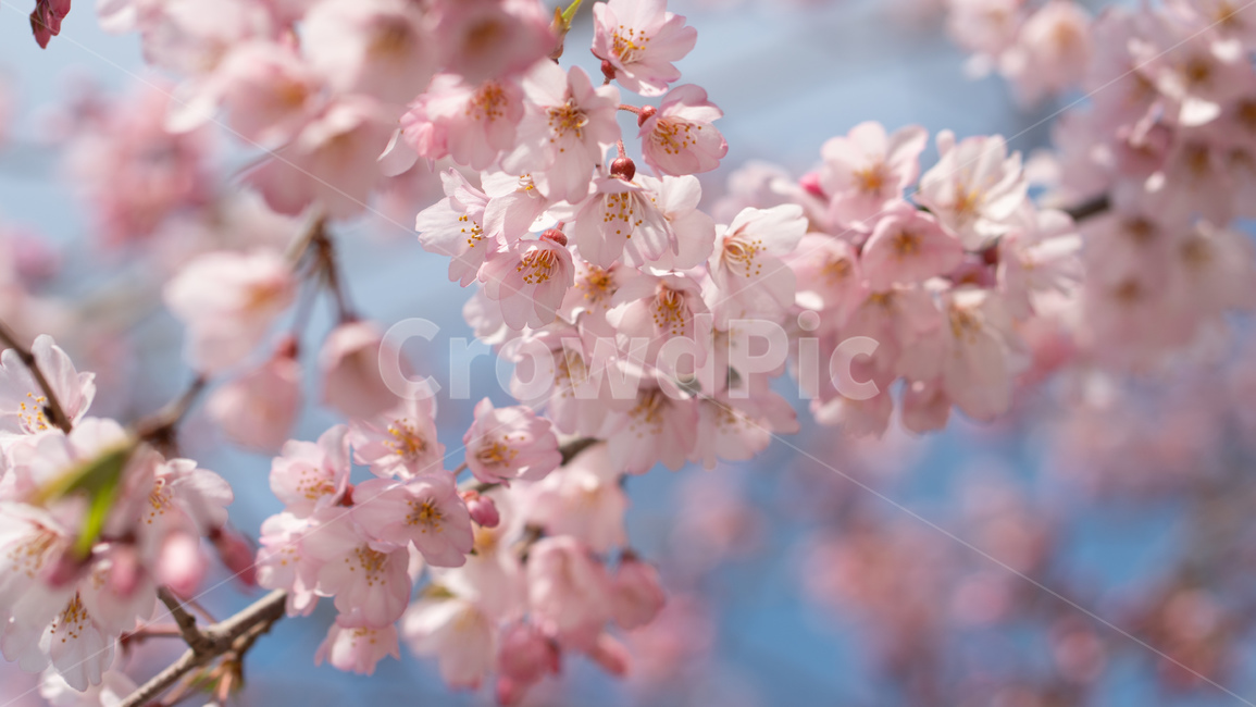 벚꽃,봄꽃,꽃,계절,season,봄,spring,cherryblossoms,꽃축제,봄날,화려한,예쁜,가로수,자연,벚꽃축제,수수한,나무,연분홍색,핑크색,바탕,공원,정원,봄하늘,flower,nature,garden,beautiful