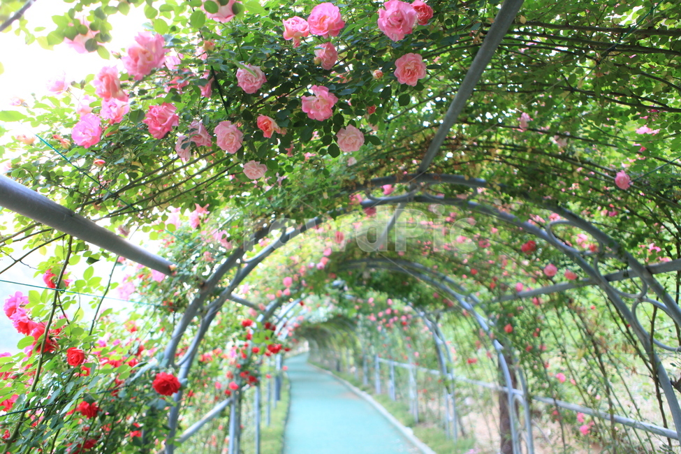 장미,장미꽃,장미꽃터널,꽃길,장미꽃길,꽃,식물,자연,plants,nature,꽃,flower