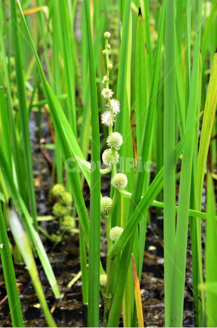 흑삼릉,삼릉,희귀식물,습지식물,물풀,보호종,식물,자연,plants,nature,꽃,flower
