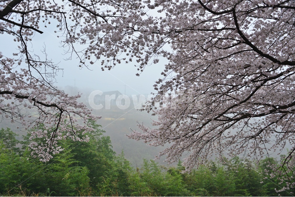 nature,자연,weather,날씨,outdoors,옥외,plant,식물,경치,경관,풍경,경남,하동,섬진강변,벚꽃길,화개십리벚꽃길,봄,계절