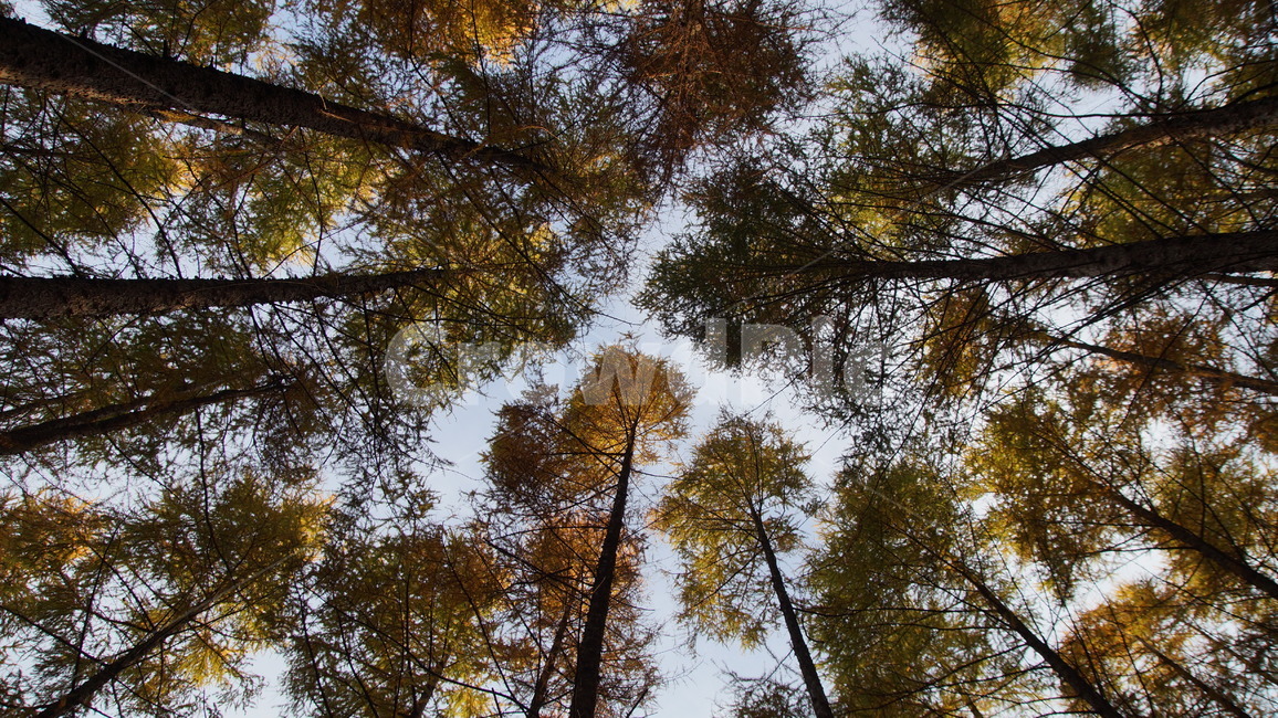 가을,숲,나무,autumn,forest,woods,tree,식물,자연,plants,nature,나무,trees,wood