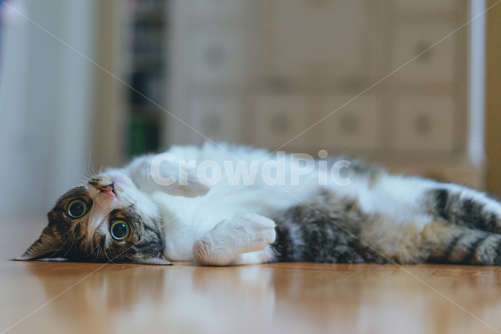 Pets,cat,animal,Korean short cut