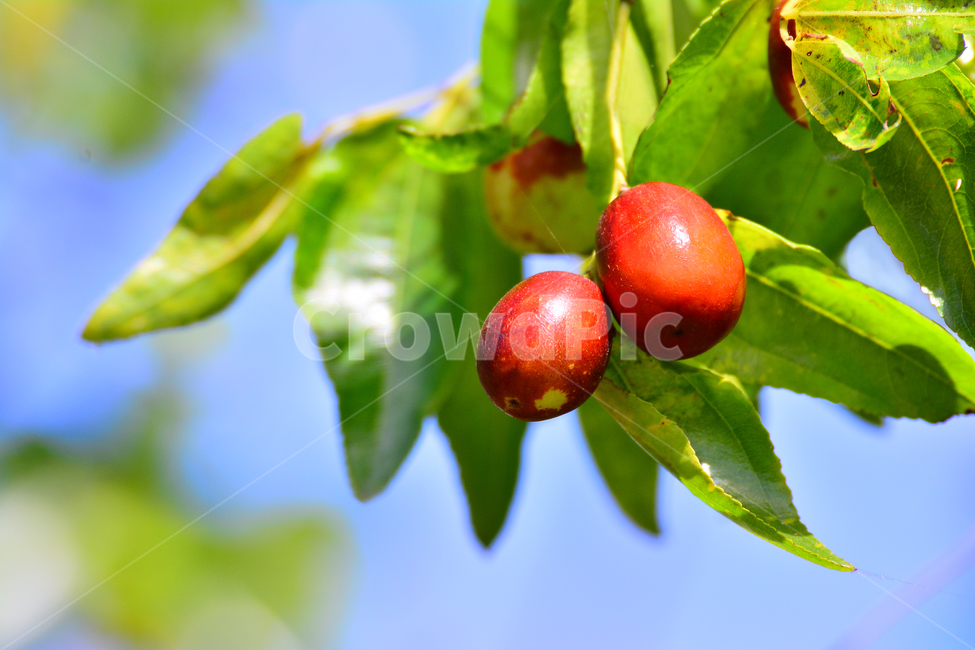 대추,건강식품,대추차,jujube,달콤한,맛,과일,가을열매,가을이미지,나무열매,fruit,food,asian,동양적,한국적,한약재료,대추나무,잘익은,주렁주렁,풍년,식물,자연,plants,nature,음식,식재료,요리,food,cook,meal,dishes,food reserves,과일,열매,fruit