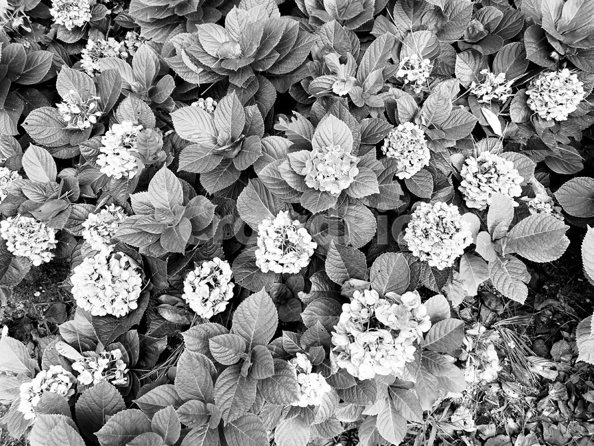 식물,잎,흑백,꽃,가을,식물,자연,plants,nature,흑백,모노톤,monochrome,black and white