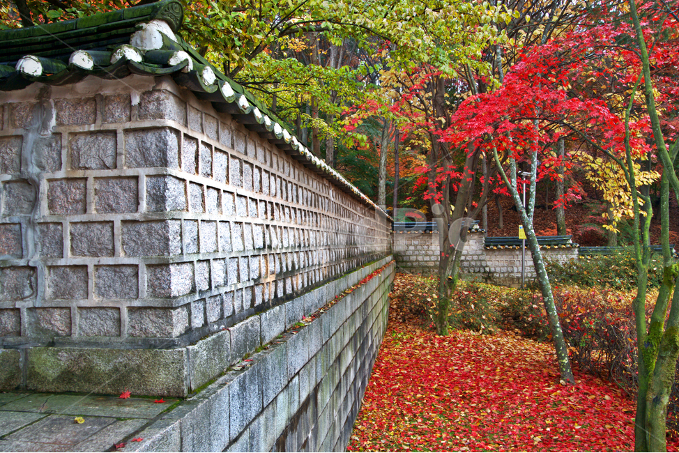 가을,낙엽,단풍,돌담,붉은색,가을,계절,fall,autumn,season,한국전통,한국문화,korean traditional,korean culture,건축물,건물외관,exterior,building,structure,architecture,construction,brick,벽돌,plant,식물
