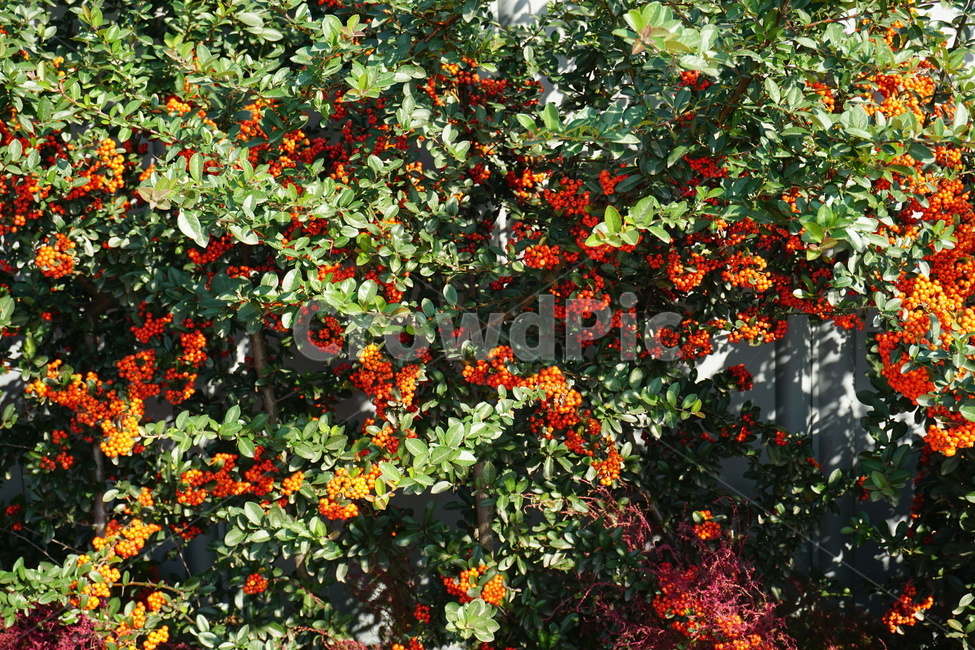 plant,식물,leaf,잎,열매,식물,자연,plants,nature