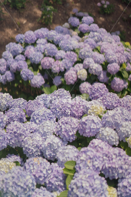 수국,꽃,보라색,연보라,hydrangea,퍼플,여름꽃,식물,자연,plants,nature,꽃,flower